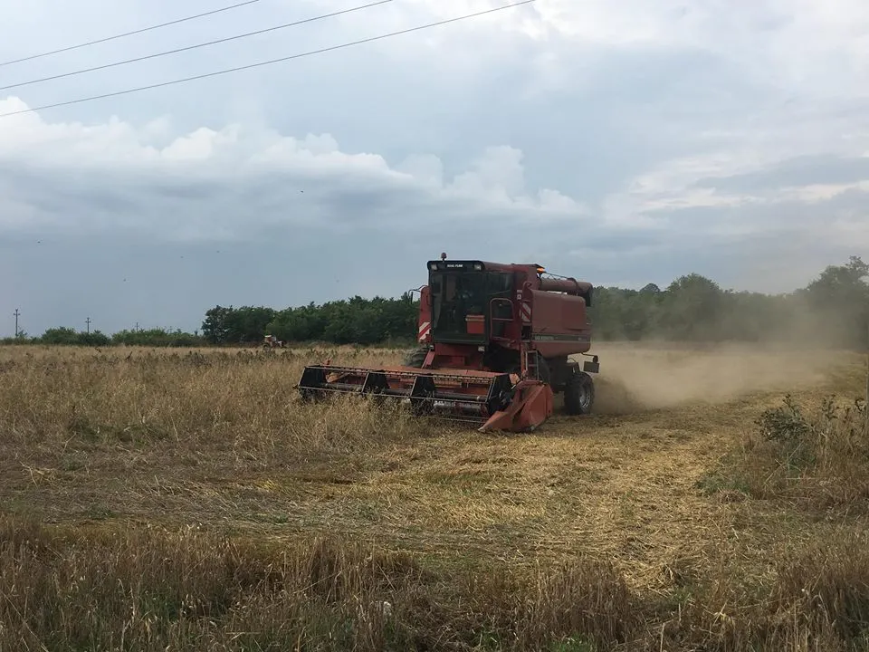 Producții record de cereale, în Dolj