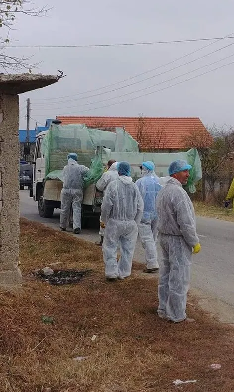 Doljul, între județele cel mai grav afectate de virusul pestei porcine