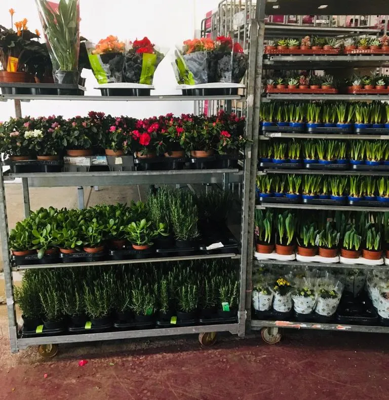 Comerț ilegal cu flori și plante ornamentale, la tarabele din Craiova. Au fost aplicate amenzi și s-au confiscat mărfuri