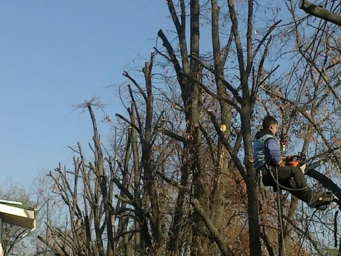 Lucrările de toaletare a copacilor din Craiova continuă și în februarie