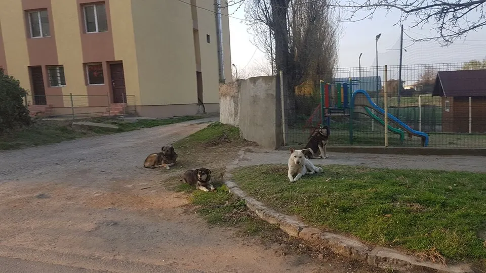 Haitele de câini au pus stăpânire, din nou, pe orașul Calafat. Părinții nu mai încredere să își lase copiii la locurile de joacă