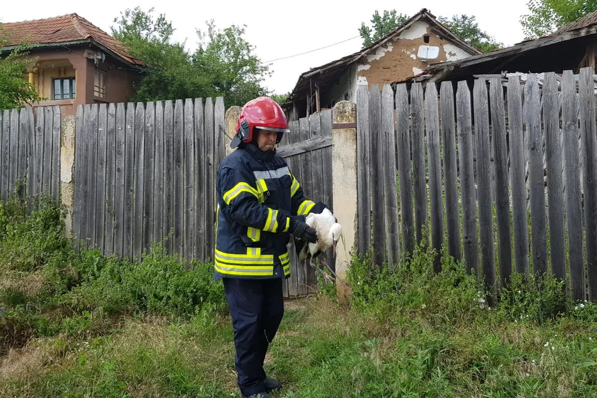 VIDEO/FOTO. Operațiune inedită a pompierilor doljeni. Au salvat un pui de barză care căzuze din cuib