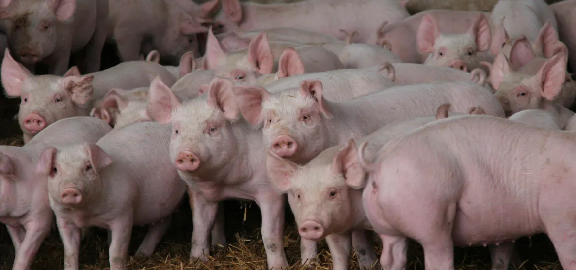 S-a trecut la eutanasierea porcilor din ferma doljeană, unde există suspiciune de pestă porcină. 32 de animale, omorâte