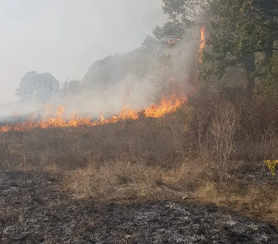 VIDEO. Incendiu de vegetație uscată într-un sat din Dolj. Pericol de extindere în pădure