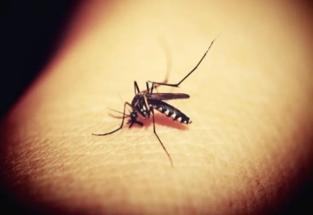 O femeie din Craiova, infectată cu virusul West Nile, a decedat