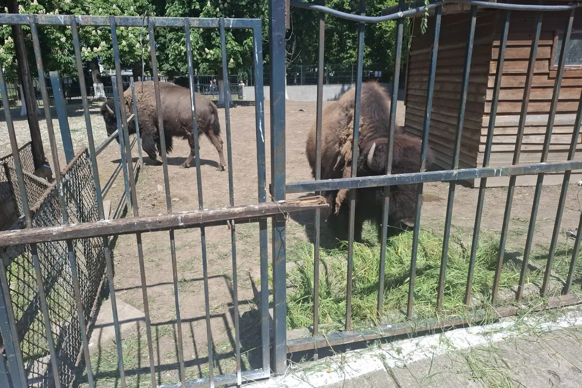 CE MĂSURI S-AU LUAT LA ZOO CRAIOVA DUPĂ CE UN CĂPRIOR A MURIT DIN CAUZA PLASTICELOR ARUNCATE DE VIZITATORI