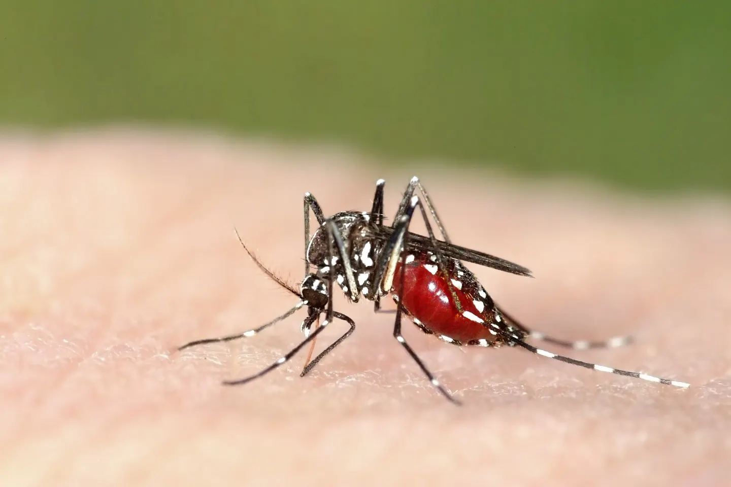 Bilanțul infecțiilor cu virusul West Nile urcă la 10 cazuri în acest sezon. Anunțul INSP