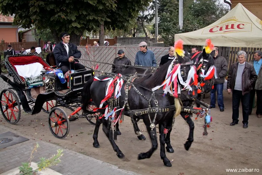 festivalul-zaibarului-2011-bailesti-2-06