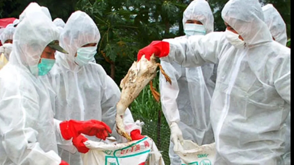 bird_flu_china_69045600