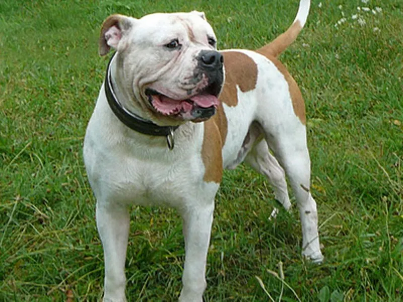 bulldog-american-250618