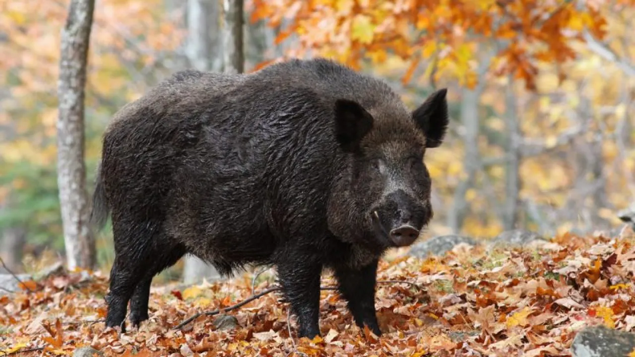 porc-mistret-800x527-1280x720
