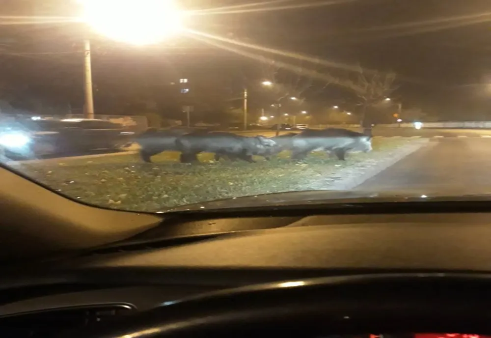 Porci mistreți, în apropierea unor blocuri din Craiova