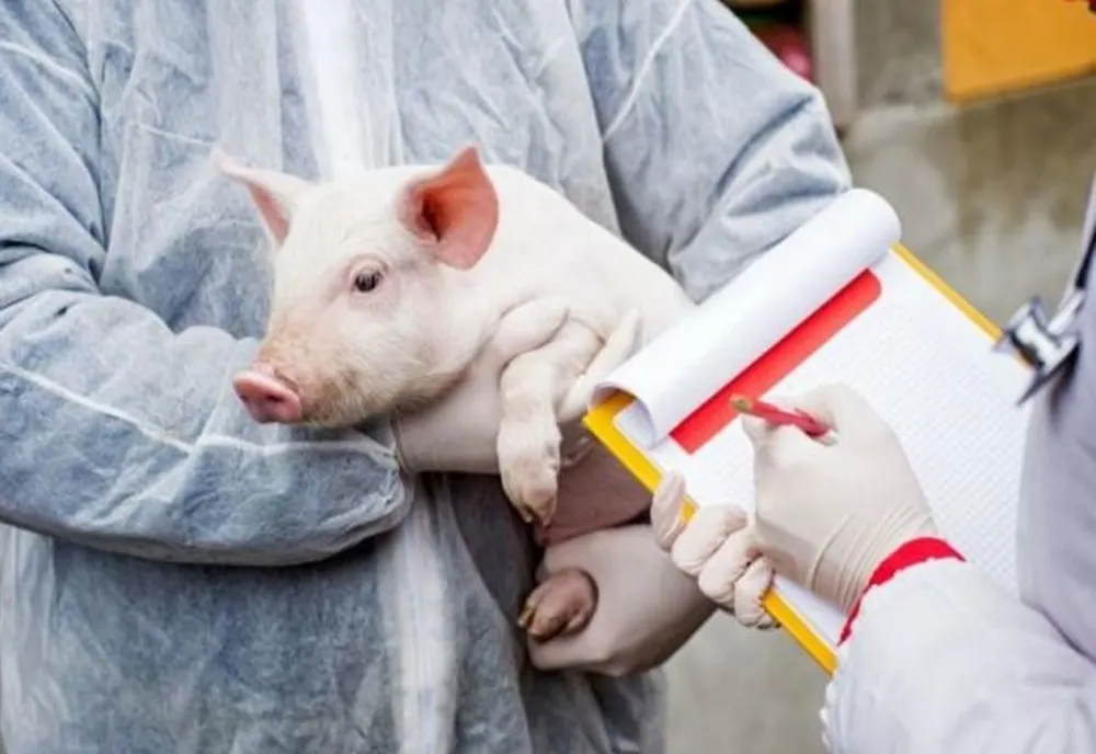 Zeci de focare active de pestă porcină în județul Dolj 