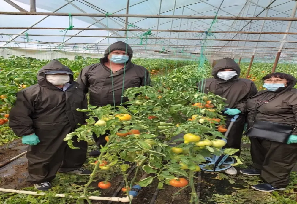 Roșiile fermierilor din Dolj, în piețele din București. Peste 1500 de doljeni s-au înscris în programul de sprijin pentru tomate   