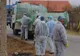 S-a confirmat existenţa pestei porcine, la Teasc. Ce măsuri au fost dispuse, după stingerea focarului