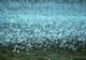 Craiovenii nu vor plăti apa meteorică