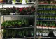 Comerț ilegal cu flori și plante ornamentale, la tarabele din Craiova. Au fost aplicate amenzi și s-au confiscat mărfuri