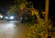 Trei mașini distruse de un copac doborât de vânt, în Craiova