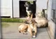 Program de vizită redus la adăpostul canin din Breasta