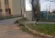 Haitele de câini au pus stăpânire, din nou, pe orașul Calafat. Părinții nu mai încredere să își lase copiii la locurile de joacă