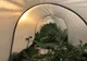 Pepenii de Dăbuleni, gata să iasă din tunel. Ce spun cultivatorii despre sezonul din acest an