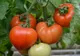 Subvenția pentru tomate, schimbată. Fermierii doljeni vor avea mai mult timp la dispoziție pentru a-și valorifica produsele