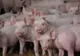 S-a trecut la eutanasierea porcilor din ferma doljeană, unde există suspiciune de pestă porcină. 32 de animale, omorâte