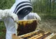Bani de la stat pentru apicultori. Până când se pot depune cererile și documentele necesare