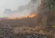 VIDEO. Incendiu de vegetație uscată într-un sat din Dolj. Pericol de extindere în pădure