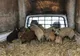 Programul de sprijin pentru crescătorii de porci din rasele Bazna şi Mangaliţa continuă
