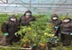 Roșiile fermierilor din Dolj, în piețele din București. Peste 1.500 de doljeni s-au înscris în programul de sprijin pentru tomate