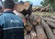 Bărbați din județul Argeș, amendați în Dolj, pentru comerț ilegal cu lemne 