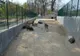 Focar de pestă la Grădina Zoologică din Craiova. Toţi porcii vor fi ucişi