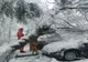 Copaci căzuti pe autoturisme. 11 maşini au fost avariate