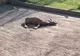 UN CĂPRIOR EUROPEAN A MURIT LA ZOO CRAIOVA DIN CAUZA PLASTICELOR ARUNCATE DE VIZITATORI