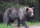 Alertă în Poiana Brașov! Un urs care intra în mod repetat în stațiune a fost împușcat